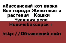 абиссинский кот вязка - Все города Животные и растения » Кошки   . Чувашия респ.,Новочебоксарск г.